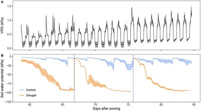 Osmotic Adjustment in Wheat (Triticum aestivum L.) During Pre- and Post-anthesis Drought